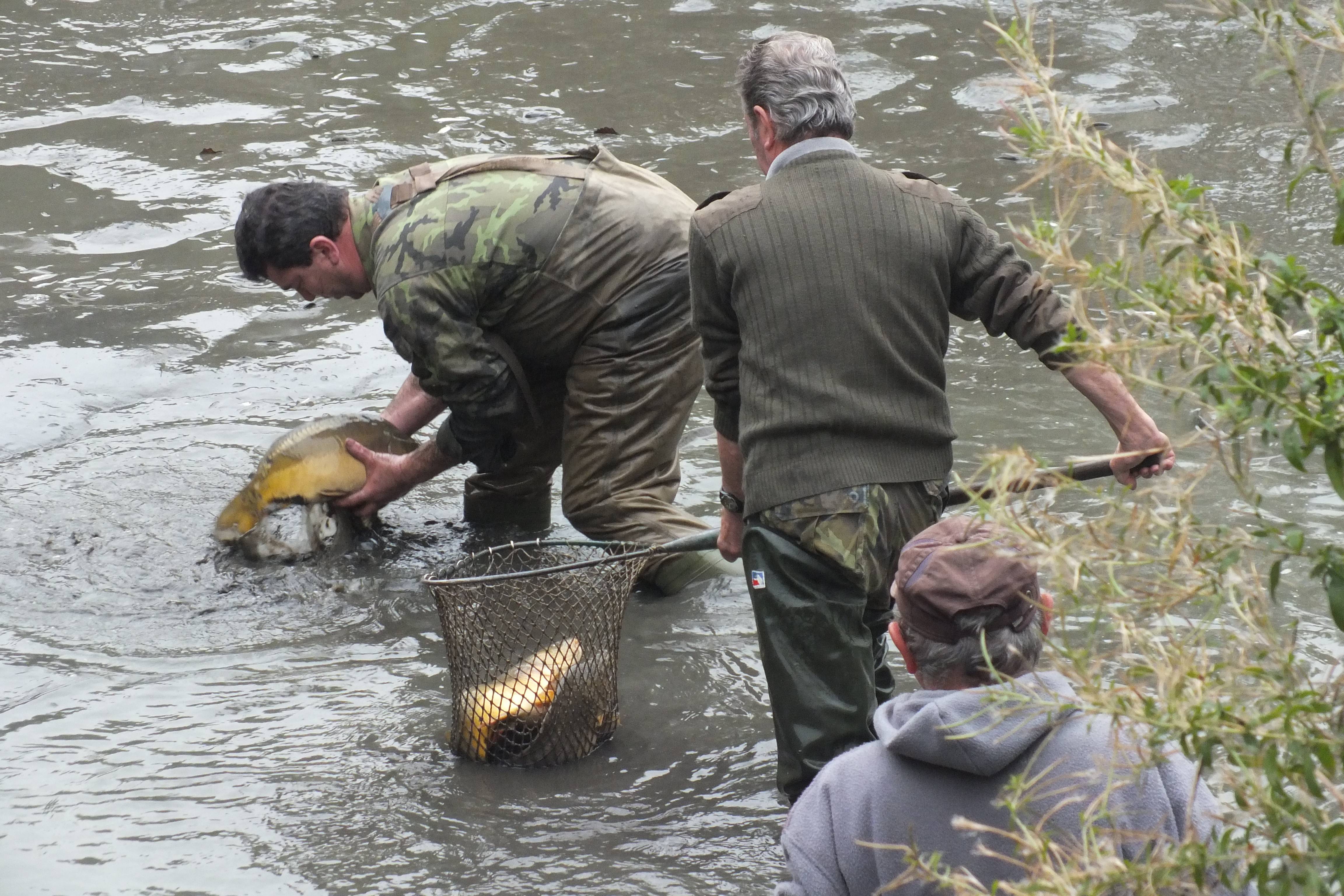 Fish Harvest 2015 | Actualities | Hassmann Group a.s.