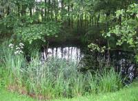 Wetland