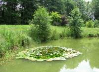 Pond