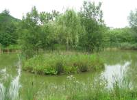 Pond