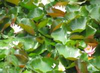 Flora
